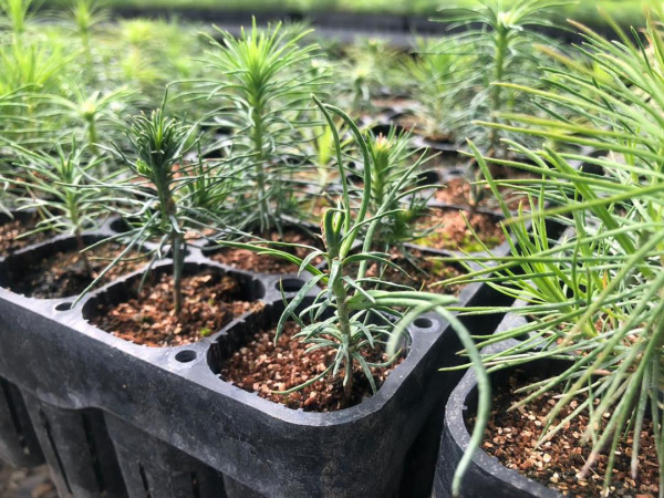 Кассета для лесовосстановления, 121 ячейка (50мл) K-121F